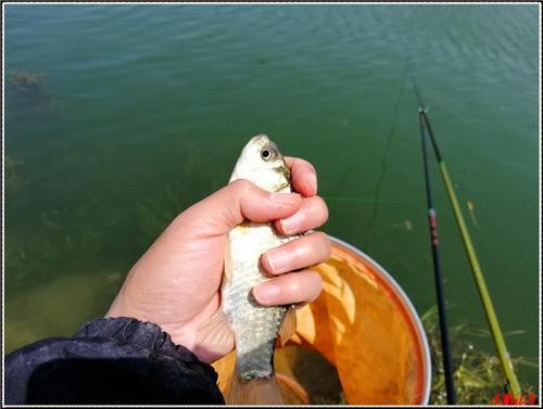 夏季钓鱼技巧