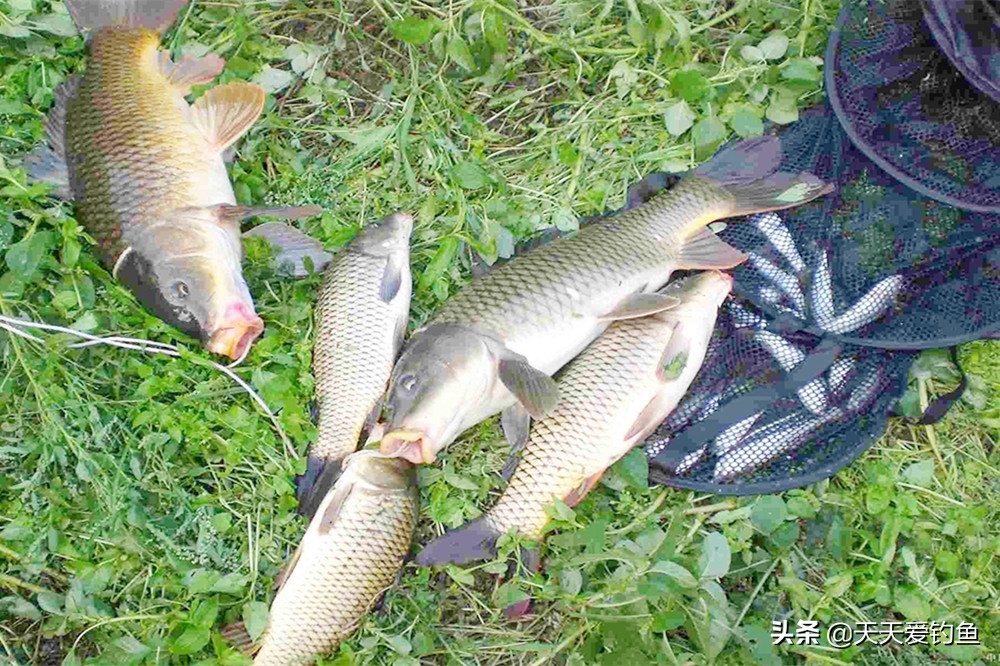 秋季钓鱼，过了处暑到了鱼好钓的第一个阶段，后面还有三个