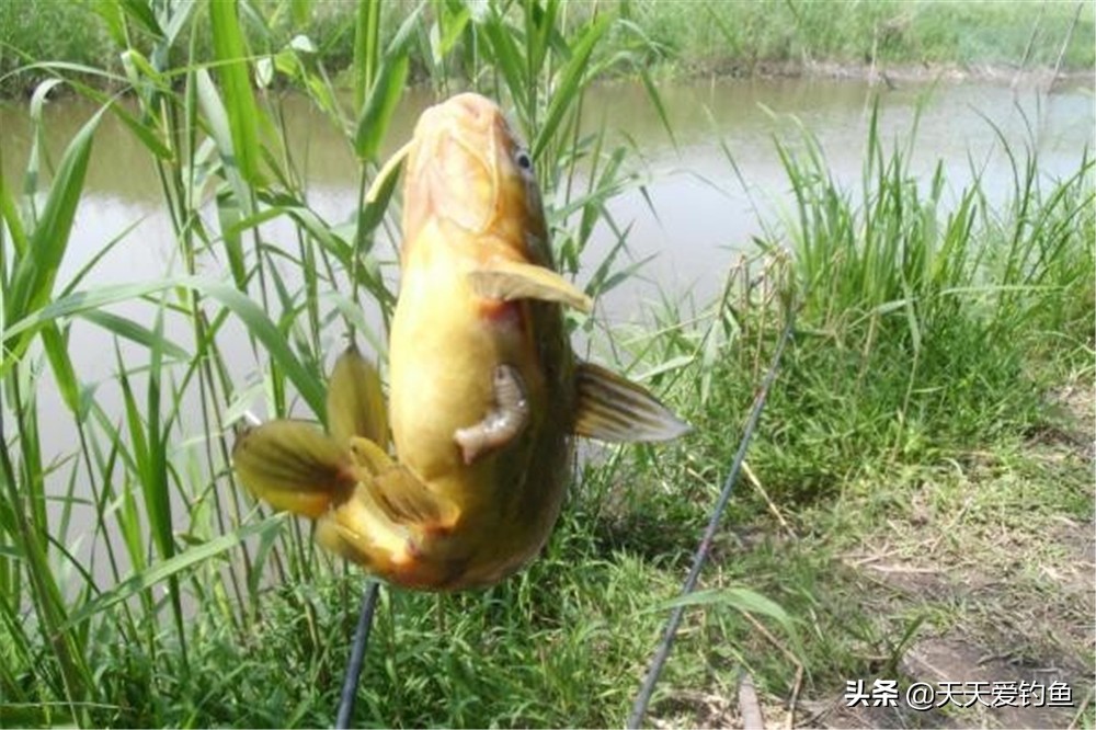 黄颡鱼的三种经典钓法，晚秋黄颡鱼肥美而且能吃，怎么钓都好钓