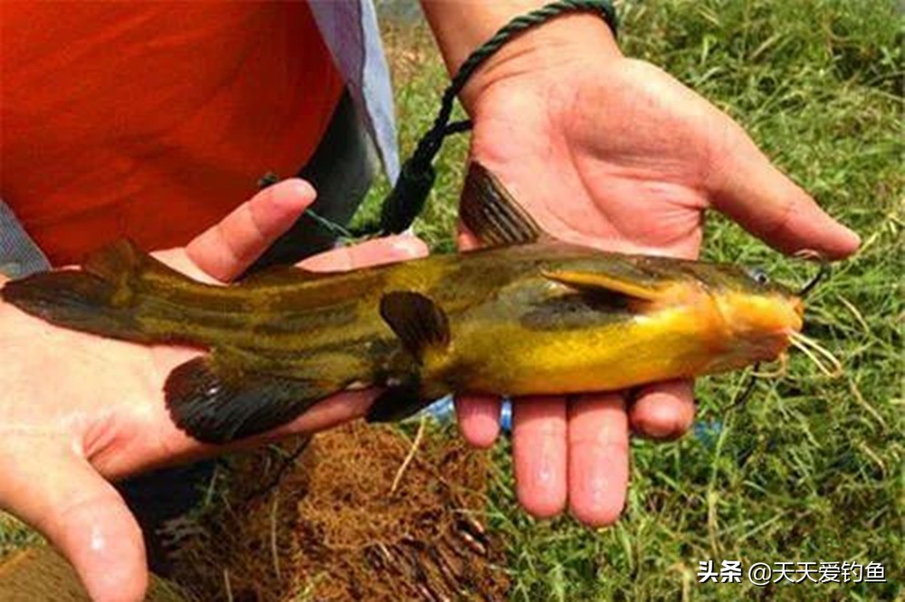 黄颡鱼的三种经典钓法，晚秋黄颡鱼肥美而且能吃，怎么钓都好钓